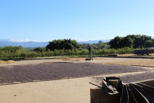 Costa Rica | Hacienda Sonora Geisha - Image 6