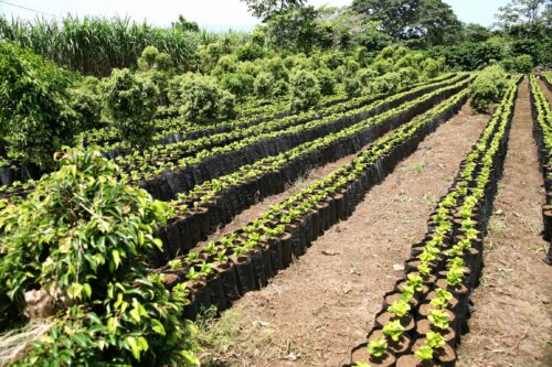 Costa Rica | Hacienda Sonora Geisha - Image 5