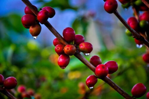 Costa Rica | Hacienda Sonora Geisha - Image 3