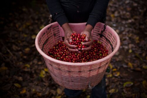 Costa Rica | Hacienda Sonora Geisha - Image 4