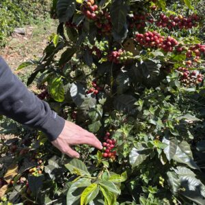 Honduras | El Jardin